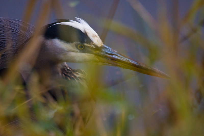 Great Blue Heron